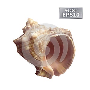 Realistic seashell isolated