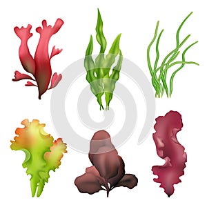 Realistic seaweed. Spirulina underwater live leaves of seaweed colored plants decent vector template