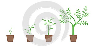 Realistic set of vector illustrations of growth phases of green plant and tree in pot,