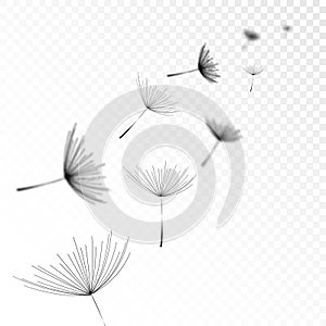 Realistic Shadow Overlay Effect Dandelion Flower on Transparent Background. Creative Overlay Effect for Mockups. Vector