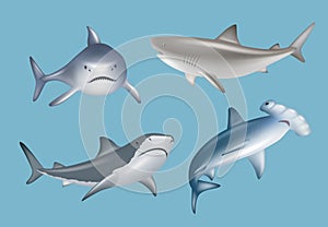 Realistic shark. Angry agressive wild underwater fauna antarctic big sharks danger diving decent vector illustrations set isolated