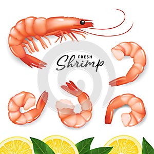 Realistic shrimp prawn and lemon icons set. Boiled Shrimp drawing on a white background. Collection shrimp, shrimps