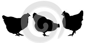 Realistic silhouettes of three hens and chickens - isolated vector