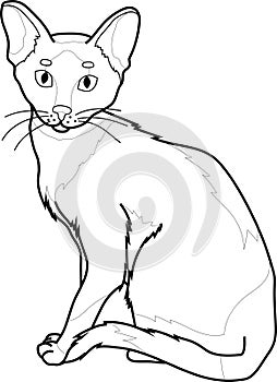 Realistic sitting cat sketch template. Cartoon graphic vector illustration in black and white