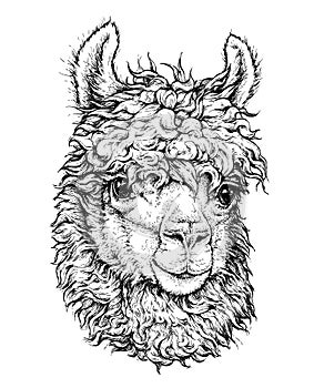 Realistic sketch of LAMA Alpaca, black and white drawing, isolated on white photo