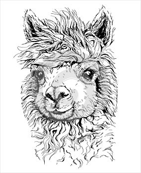 Realistic sketch of LAMA Alpaca, black and white drawing, isolated on white