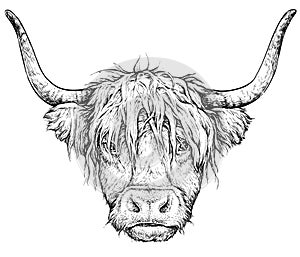 Realistic sketch of Scottish Cow, black and white drawing, vector isolated on white