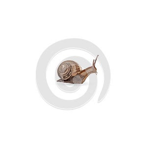 Realistic snail isolated on white background - vector