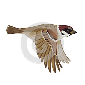 Realistic sparrow flying. Colorful vector illustration of little bird sparrow in hand drawn realistic style isolated on