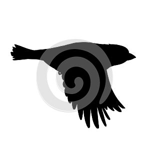 Realistic sparrow flying. Stencil. Monochrome vector illustration of black silhouette of little bird sparrow isolated on