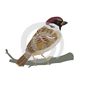 Realistic sparrow sitting on a branch. Colorful vector illustration of little bird sparrow in hand drawn realistic style