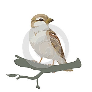 Realistic sparrow sitting on a branch. Colorful vector illustration of little female bird sparrow in hand drawn