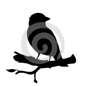 Realistic sparrow sitting on a branch. Monochrome vector illustration of black silhouette of little bird sparrow