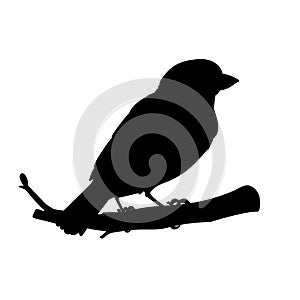 Realistic sparrow sitting on a branch. Stencil. Monochrome vector illustration of black silhouette of little bird