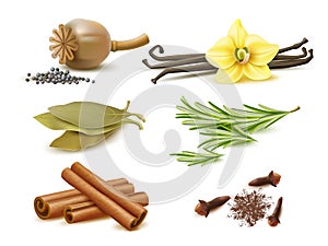 Realistic spices and herbs. Isolated natural elements, dry and fresh ingredients, poppy seeds, rosemary sprigs, cinnamon
