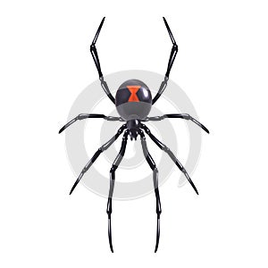 Realistic spider isolated