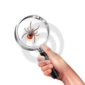 Realistic Spider Mite Lens Composition