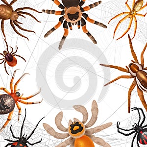 Realistic Spiders Frame