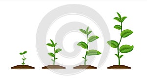 Realistic sprouts. Green plant stages of growth, agricultural plant seedling in ground. Vector young green been grow photo