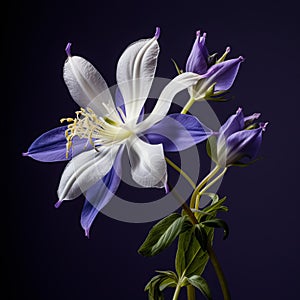 Realistic Still Life: Columbine Flower Photograph On Black Background photo