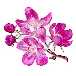 Realistic style, bright botanical illustration with pink flowers of a fruit tree.