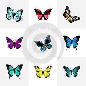 Realistic Summer Insect, Common Blue, Demophoon And Other Vector Elements. Set Of Beauty Realistic Symbols Also Includes