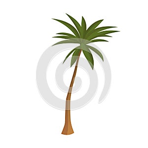 Realistic tall green palm tree isolated on white background - Vector