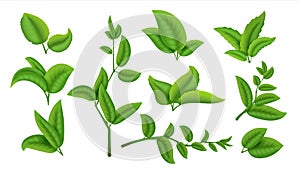 Realistic tea leaves and branches. Green plants and herbs isolated on white, natural tea leaf collection. Vector