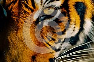 Realistic tiger face. Generative AI