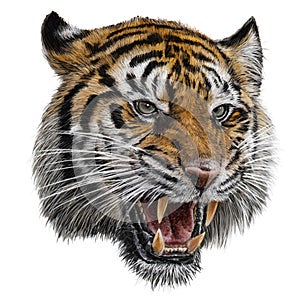 Realistic tiger head hand draw and paint color with clipping path on white background vector