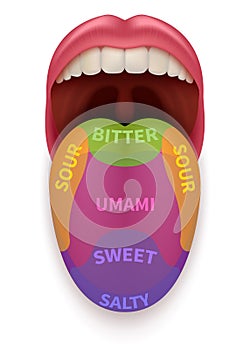 Realistic tongue with basic taste areas. Tasting map in human mouth sweet, salty, sour, bitter and umami vector