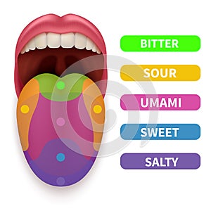 Realistic tongue with basic taste areas. Tasting map in human mouth vector illustration
