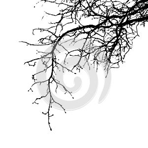 Realistic tree branches silhouette Vector illustration.Eps10