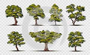 Realistic tree. Green oak forest isolated on transparent background design elements, branch and bush large garden, big