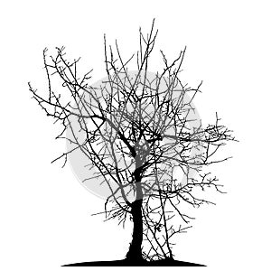 Realistic tree silhouette Vector illustration.