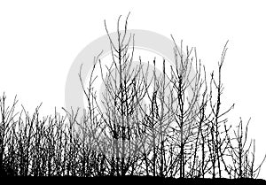 Realistic tree silhouette Vector illustration.Eps10