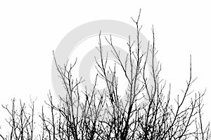 Realistic tree twigs branches silhouette on white background