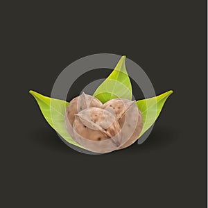 Realistic tree walnut and walnut leaf, vector