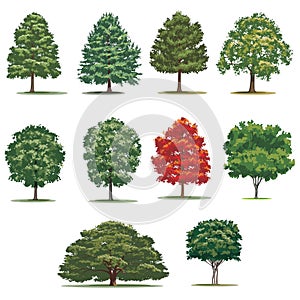 Realistic trees pack. Isolated vector trees on white background. photo
