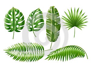 Realistic tropical leaves. Exotic green plants, isolated jungle foliage, hawaiian palms elements for decor, 3d banana and monstera