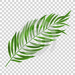 Realistic tropical palm leaf on a light transparent background. Exotic plant for design summer sale, party, holiday. Graphic