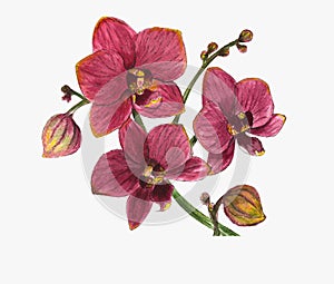 Realistic tropical red and pinc orchid branch watercolor illustration isolated on white background The symbol of royal beauty ench