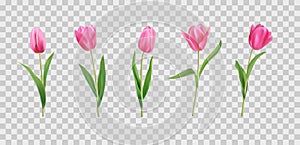 Realistic tulip flowers, plant bouquet. Pink spring bunch, nature wedding set of buds, floral leaf. Decorative objects