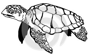 Realistic Turtle Illustraction