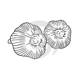 Realistic two garlic illustration in black isolated on white background. Hand drawn vector sketch illustration in doodle engraved
