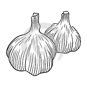 Realistic two garlic illustration in black isolated on white background. Hand drawn vector sketch illustration in doodle engraved