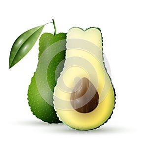 Realistic vector avocado