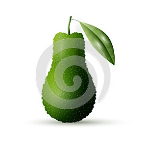 Realistic vector avocado