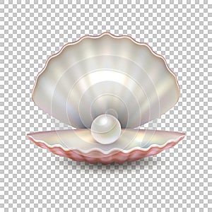 Realistic vector beautiful natural open sea pearl shell closeup isolated on transparent background. Design template