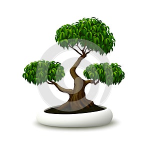 Realistic vector bonsai tree on white background